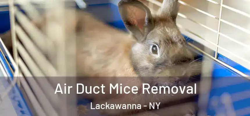  Air Duct Mice Removal Lackawanna - NY